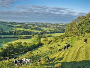 a herd of cows grazing on a grassy hill at Melbury Lodge - Uk31009 in Ansty