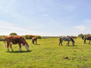 a group of horses and a cow grazing in a field at Greenbank Cottage in Burley