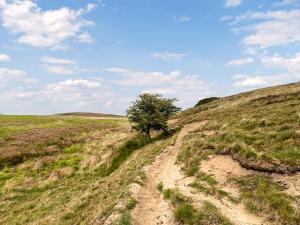a tree on a dirt road in a field at Bank Cottage in Grindleford Bridge