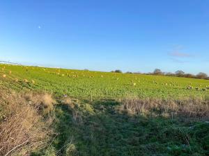 a herd of animals grazing on a green field at The Dairy - Uk48866 in Aylsham
