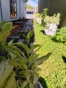 a garden with green plants next to a building at Blue Cinnamon Cove in Kosgoda