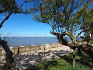 a tree on the beach with boats in the water at La Flibuste in Andernos-les-Bains