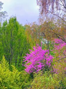 a bush with pink flowers in a forest of trees at Chambre chez l'habitant dans grande maison Arborée in Orly +1 photo