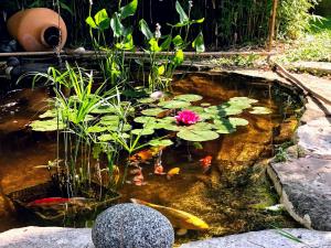 a koi pond with a pink flower in it at Chambre chez l'habitant dans grande maison Arborée in Orly