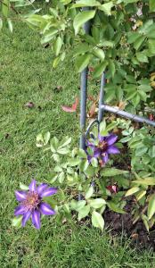 a plant with purple flowers in the grass at Haus Biber - altersgerechtes Ferienhaus am Niederrhein - in Sonsbeck