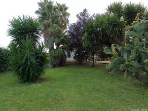 a garden with palm trees and green grass at Momon1616 Intero Chalet in Galatina