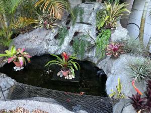a garden with a pond with potted plants at Adorable Pool Side Apartment in Monte Vista