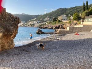 a dog standing on a rocky beach next to the water at Apart SRDJ&MAR in Dobra Voda