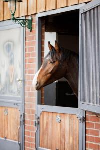 a horse sticking its head out of a window at Zimmer auf Bauernhof in Kürten