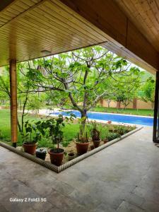 a group of potted plants under a pavilion with a tree at Shabran Pearl Oasis - Family Garden House - Ailəvi Bağ Evi in Surra