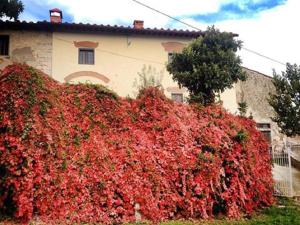 a large red bush in front of a house at Agriturismo Villa Dauphiné in Bagno a Ripoli