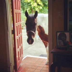 a horse standing in a doorway looking at the camera at Villa Vassallo in Ponce