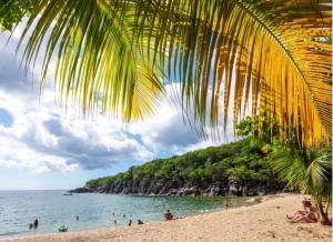 a view of a beach with a palm tree at Chalet du Soleil in Pointe-Noire