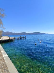 a group of ducks in the water near a dock at Gardalba in Toscolano Maderno