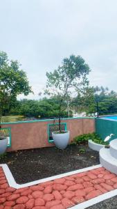 a tree in a white planter next to a pool at Anya's Loft - Sky Stay in Mirissa
