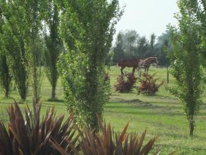 Un jardín fuera de Alma Pampa