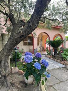 a tree with blue flowers in front of a house at Resonance Experience - Peaceful Stay near Cagliari, Beaches & Nature in Sant' Isidoro