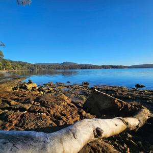 a tree trunk laying on the shore of a river at Beach & Forest Stay in Port Arthur