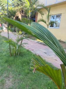 a large green plant in the grass next to a building at grand oceana resort in Covelong