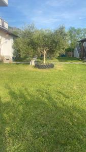 a tree in the middle of a grassy yard at Guesthouse Oasis in Baks-Rrjoll