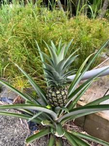 Eine Ananas, die auf einer Pflanze sitzt in der Unterkunft La Tiny Kay in Saint Esprit + 2 Fotos