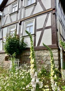 a tall plant in front of a house at Ferienhaus bei Juste in Schotten +16 photos