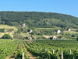a vineyard in the middle of a field of vines at Mókus Pagony 2pont0 in Zánka