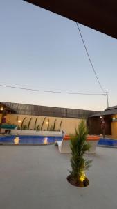 a small tree sitting in the middle of a courtyard at WesamFarm in Amman