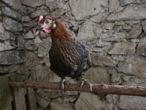a brown chicken sitting on a branch in front of a stone wall at Ferienwohnungen JoJaSa in Laces