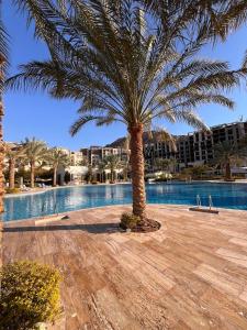 a palm tree sitting next to a swimming pool at Alraha Resort in Aqaba