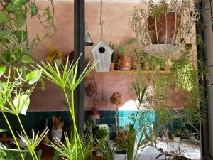 a bunch of potted plants on a shelf in a room at Le Chapitre in Nîmes +3 photos