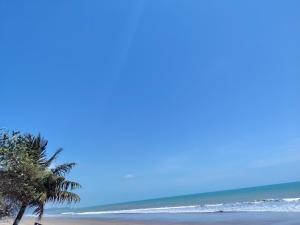 a palm tree on a beach with the ocean at Casa suites golden in Tonsupa