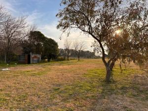 a tree in a field with the sun behind it at Cabaña en cañuelas in Cañuelas
