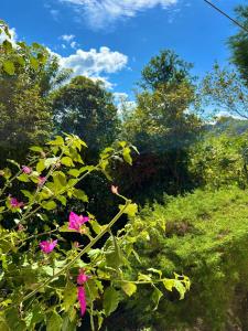a bush with pink flowers in a field at Chalé no coração de Penedo - Pet Friendly in Itatiaia
