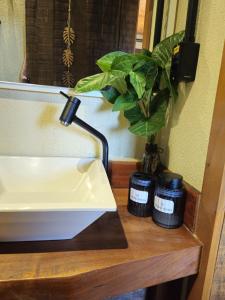 a plant sitting on a counter next to a sink at Recanto Vista Verde in Nova Petrópolis