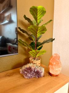 a plant sitting on top of a wooden table at Casa Midu Beachhouse 450m to the Beach in Los Alcázares
