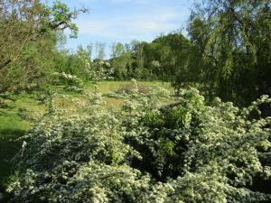 a bush with white flowers in a park at La Longère en Puisaye, 2 gîtes à 10 min de Guédelon réservables ensemble et séparément in Dampierre-sous-Bouhy
