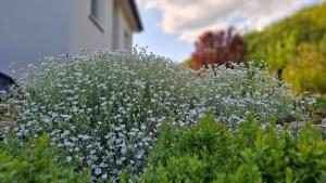 a bush of white flowers in front of a building at Apartman Anna & Kamp Elza in Bihać