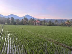 a field of green crops with mountains in the background at Pondok Nisya in Sawan