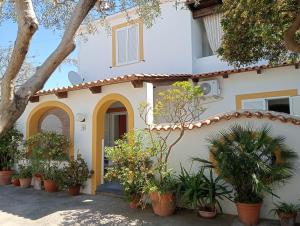 a house with potted plants in front of it at CASA Pitosforo CASA Ulivo in Forio d'Ischia