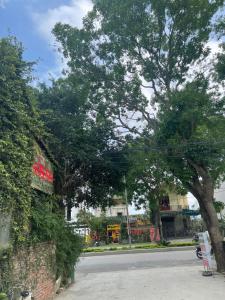 a tree on the side of a street at Đức Quỳnh Hotel in Ninh Binh +15 photos