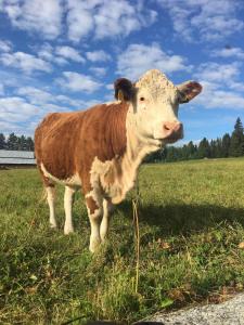 a brown and white cow standing in a field at Fyrås Gård Tallstugan in Fyrås