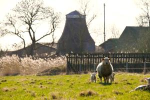 a sheep and two lambs standing in a field at England 5 in Nordstrand