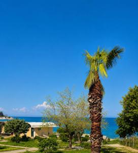 a palm tree with the ocean in the background at Aggelina's Apartment in Zakynthos