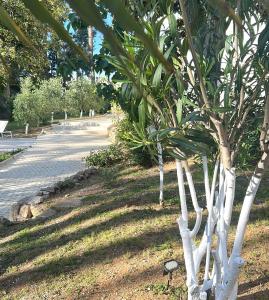 a small tree with white trunks in a park at La Bâtisse en Blanc in Golfe-Juan