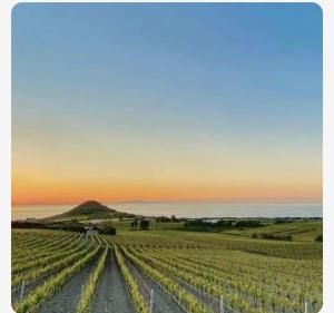 a view of a vineyard with a hill in the background at Casa Arborea in Sennori
