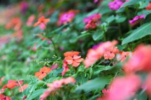 a group of red flowers in a garden at This is Okinawa Nature Stay Yanbaru Forest in Motobu