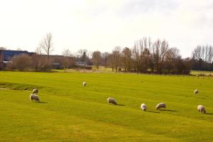 a herd of sheep grazing in a green field at Hus Utspann in Nordstrand