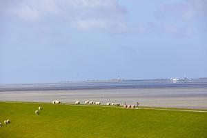 a herd of sheep grazing in a field near the water at Meerblick 60 in Nordstrand