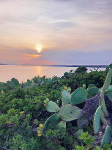 a sunset over the water with a cactus at Domus Vida in Quartu Sant'Elena